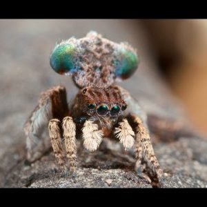 Peacock Spider 3 (Maratus vespertilio)