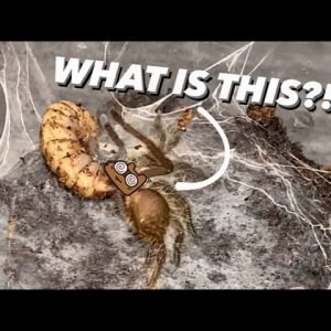 Baby TARANTULAs CONFUSED by “Giant” MAGGOTS ..