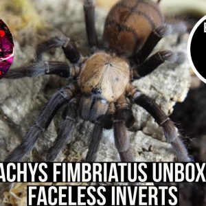 CHILOBRACHYS FIMBRIATUS UNBOXING WITH FACELESS INVERTS (Indian Violet tarantula)