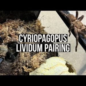 CYRIOPAGOPUS LIVIDUM PAIRING (Cobalt blue tarantula)