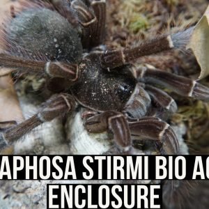 THERAPHOSA STIRMI BIO ACTIVE ENCLOSURE (Burgundy Goliath Birdeater tarantula)