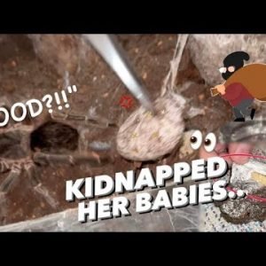 Kidnapping my Tarantula’s Babies ~ SHE TRADED HER BABIES FOR FOOD !!! 🤣