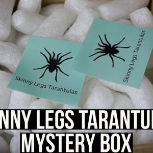 SKINNY LEGS TARANTULAS MYSTERY BOX