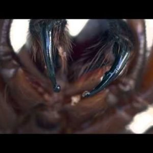 A spider that could cure cancer