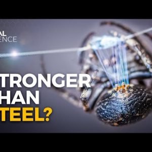 Why Spider Silk is Stronger Than Steel