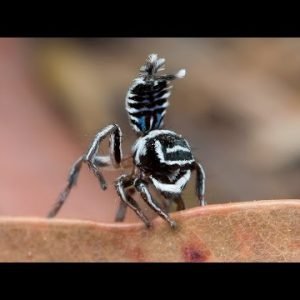 Peacock Spider 17  (Maratus sceletus)