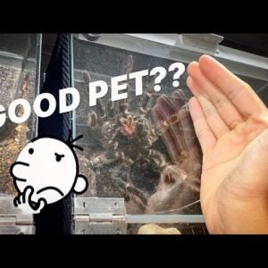 5 reasons TARANTULAs make AWESOME pets (pt. 1)