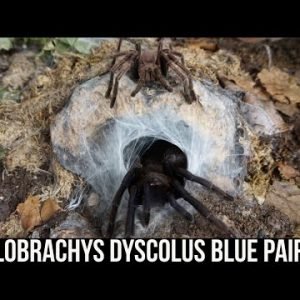 CHILOBRACHYS DYSCOLUS BLUE PAIRING (Vietnam blue tarantula)
