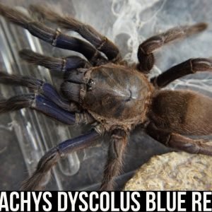 CHILOBRACHYS DYSCOLUS BLUE REHOUSING (Vietnam blue tarantula)