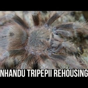 NHANDU TRIPEPII REHOUSING (Brazilian Giant Blonde tarantula)