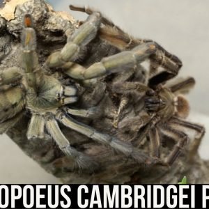 PSALMOPOEUS CAMBRIDGEI PAIRING (Trinidad Chevron tarantula)