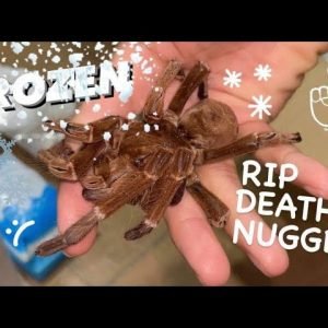 i got Death Nugget back 😢 - Dead and frozen ~ [TARANTULA UNBOXING]