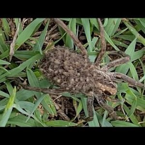 Mother Wolf Spider Carries 50 Babies On Her Back