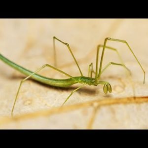 Twig Spider – Animal of the Week