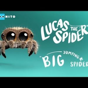 Lucas the Spider – Big Jumping Spider! – Short