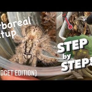 BARK Hunting step by step ARBOREAL TARANTULA setup !!! ~ [BUDGET EDITION]