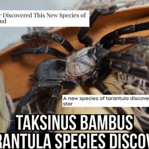 TAKSINUS BAMBUS UNBOXING- NEW TARANTULA SPECIES DISCOVERED?? (Ornithoctoninae sp. Mae Hong Son)