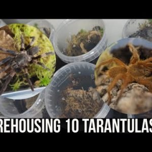 REHOUSING 10 TARANTULAS