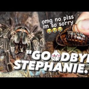 HUNGRY tarantulas EAT YOUR EX !!! | Happy late Valentine's Day ❤️