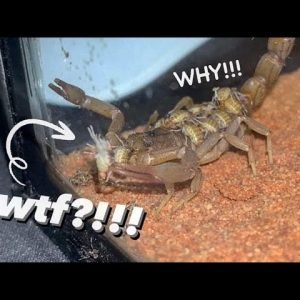 SCORPION Gave Birth, then ATE her BABIES ALIVE !!!