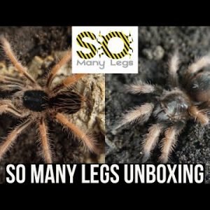 SO MANY LEGS UNBOXING (Brachypelma Klaasi & Megaphobema Robustum)