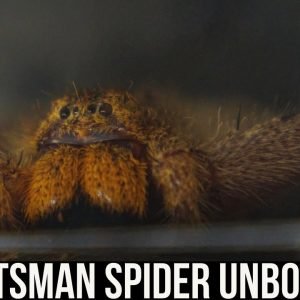 UNBOXING A HUNTSMAN SPIDER- HETEROPODA JAVANA (Orange huntsman)