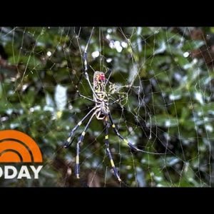 Giant Joro Spiders Expected To Invade The East Coast This Spring