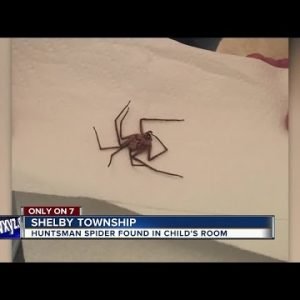 Giant spider found in child’s room