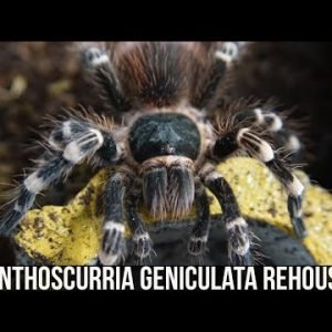 ACANTHOSCURRIA GENICULATA REHOUSING (Brazilian giant white knee tarantula)