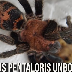 DAVUS PENTALORIS PAIR UNBOXING (Guatemalan tiger rump tarantula)