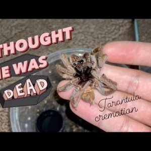 I thought he was dead!!! ~ Cremated him when he did  [MM Tarantula]