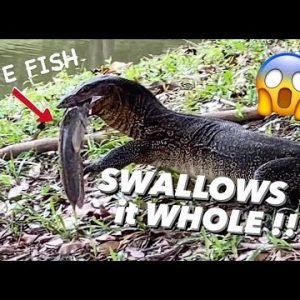 Monitor Lizard SWALLOWS big catfish ALIVE !!!