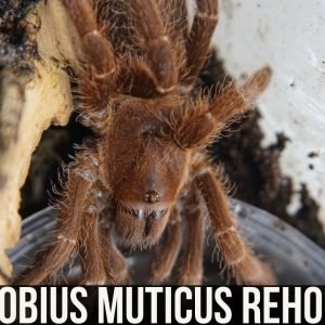 PELINOBIUS MUTICUS REHOUSING (King Baboon tarantula)