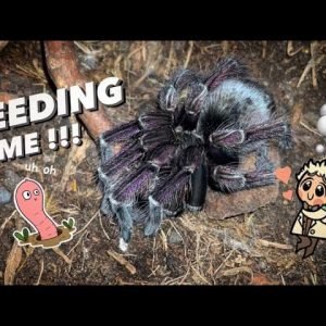 Tarantula FEEDING Worms AFTER 2 YEARS ?!! ~ Gecko STEALING my Cockroaches !!!