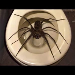 10 BIGGEST Spiders In The World