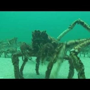 SCUBA Diving Melbourne – Spider Crabs at Rye Pier annual mid winter moult by www.NetBookings.com.au