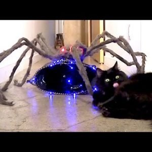 Cats vs Giant Spider!