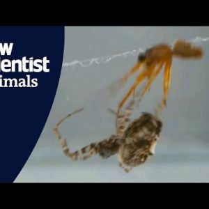 Spider avoids being eaten after sex by launching itself away at 88cm/s