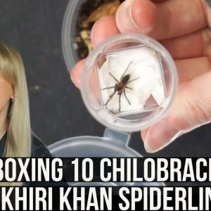 CHILOBRACHYS SP. KHIRI KHAN TARANTULA SPIDERLINGS UNBOXING