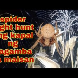 Spider night hunt / ang kapal ng gagamba sa maisan