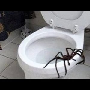 giant spider attacks man..