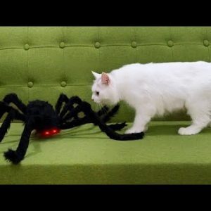 Cats vs Spider