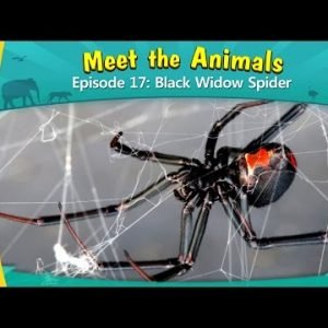 Meet the Animals 17 | Black Widow Spider | Wild Animals | Little Fox | Animated Stories for Kids