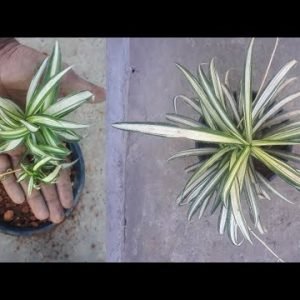 How to propagate spider plant from cuttings