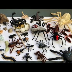 Learn The Names of Insects.Robotic Crawling Spider and Cockroach from Zuru Robo Alive.