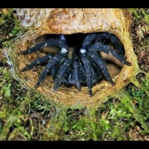 Finding the Malaysian trapdoor spider