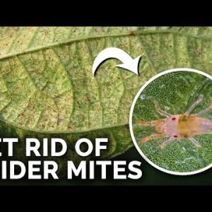 Super Simple Spider Mite Control and Prevention