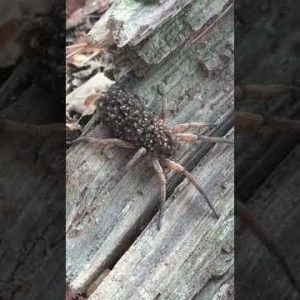 Wolf Spider With Babies on Her Back || ViralHog