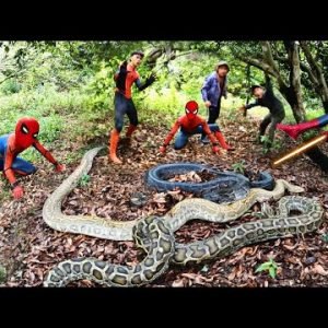 Brave Spider-Man Confronts 3 Giant Python | King of Survival
