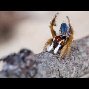 Peacock Spider 8 (Maratus linnaei)